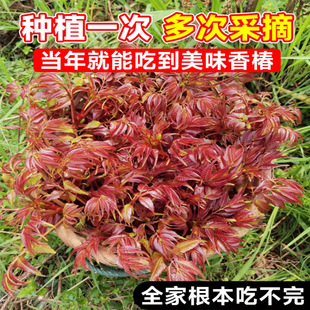 �t���㴻�����㴻�紺ѿ�����ʳ���ϱ����Nֲ���Ե����ļ��߮a��