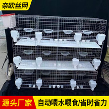 12位鸽子笼肉鸽繁殖配对养殖鸽棚专用笼具3层热镀锌加粗鸽笼现货