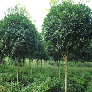 Large-Leaf Ligustrum Saplings, Tall Ligustrum Trees, Garden Engineering Foliage Trees, Free Shipping, Tall Ligustrum Trees