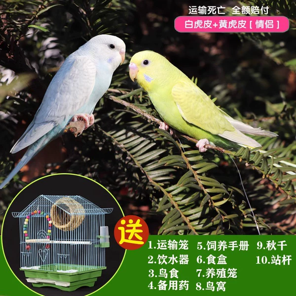 White Tiger Leather+Yellow Tiger Leather+Single -Layer Villa+Bird Nest+Qiu Qianbao Talks a Gong