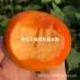 地栽盆栽种植红柿树苗