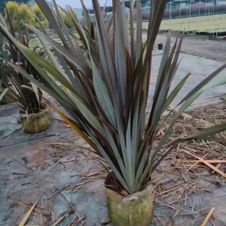 Новозеландский льняной двор, зеленение, розовая кромка, льняное цветочное зеркало, растение, водное растение, парк, зеленение