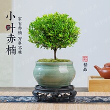 小叶赤楠盆景老桩树室内盆栽植物花卉办公室金丝楠木桌面小绿植