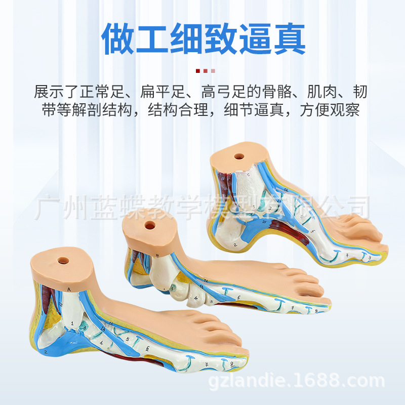 ��ѧ�����������ƽ�㹭����߹��� �㹭�㲿����������ʽ�ģ��