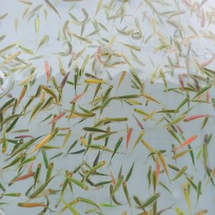 �N�~�����߲ʰ��R�~��ˮ�~���~3.5��4����10�l�S�C�l؛�оGɫ�羳