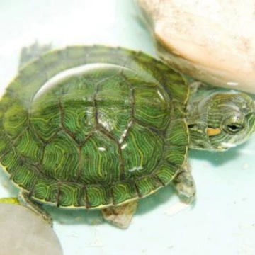 Бразильская черепаха Маленькая детская бразильская рассада цветная черепаха Бразильская черепаха рассада живая черепаха домашняя черепаха