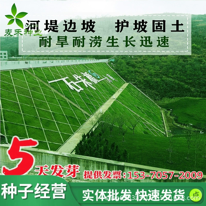 Защита склонов семян газонной травы и фиксация почвы Проект озеленения видов Бермудской травы Four Seasons вечнозеленая трава райграс холод и засухоустойчивость