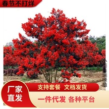 一件代发丛生紫薇树苗盆栽丛生紫薇花苗庭院绿化种植大型紫薇造型