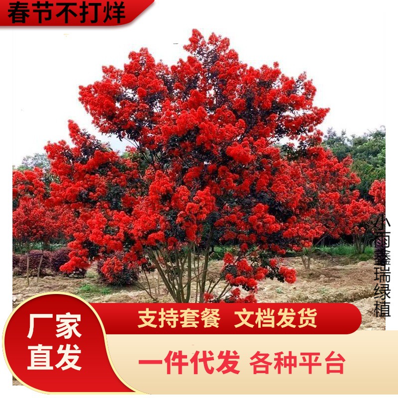 一件代发丛生紫薇树苗盆栽丛生紫薇花苗庭院绿化种植大型紫薇造型