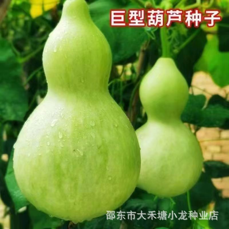 巨型葫芦种子特大葫芦种子易种手捻葫芦种子特小葫芦天然超大葫芦