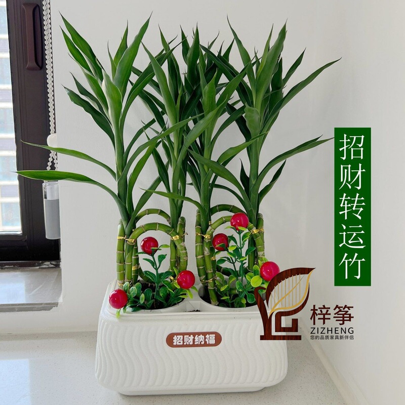 Authentic Woven Fortune-Attracting Bamboo, Fortune-Attracting Bamboo, Various Flower Seedlings, Easy to Grow for Lazy People, Fortune-Attracting Bamboo