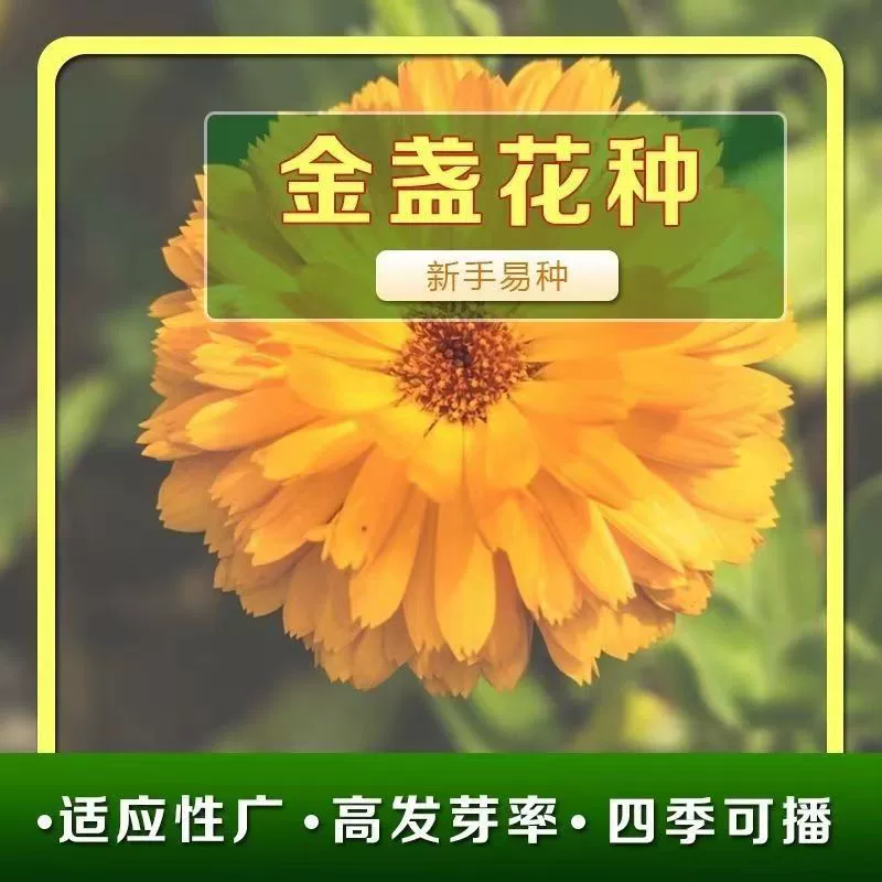 Семена календулы подлинные товары Лучжоу-аромат, четыре сезона, легко выращивать, семена календулы, морской цветок, Легко выращивать, растение в горшке во дворе, Морозостойкое и Термостойкое