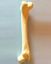 ���ɹ����g������ģ�͹ǿƹǄ������Ȯ�ƌ���