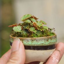 姬虎耳草迷你袖珍微型绿植办公室雨林缸造景观叶桌面拇指盆栽超小