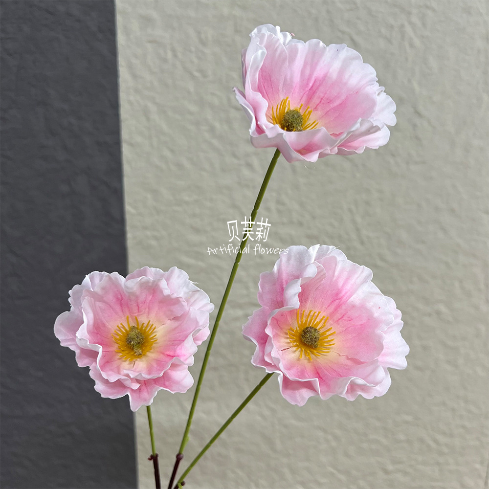 포피-라이트 핑크