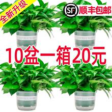 �G�}�����҃�ֲ���·����þGֲ�͏d���~ˮ��Gֲ�����L�پG�}���l