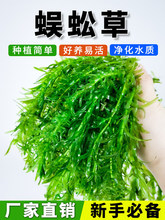 �����~��ˮ���B�~�����쾰�к����֑�����ԃ�ˮ�Gֲ�o���ɳ