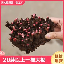 芍药花苗根块四季开花花卉带芽重瓣花根阳台盆栽庭院植物园艺种植