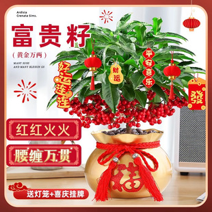 ���F�������S���f��ֲ����t���͏d��ؔ�҃Ⱥ��B�Gֲ����������