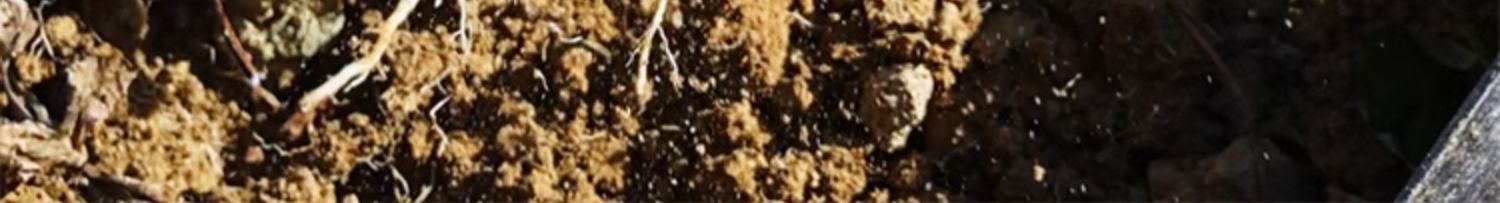 Chuan Duan Dried Sichuan Teasel Root Slices 500g Wild Chuanxuduan for Herbal Tea and Decoction quality and texture