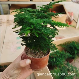 盆栽;种子;园林果树