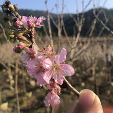 l ˮ ѻ  ζęѻ ƷNѻ ľ