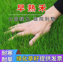 批发早熟禾草种子护坡狗牙根草籽高羊茅四季青多年生黑麦草草坪种