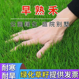 早熟禾种子批发四季青草籽耐寒耐旱园林绿化草坪种子