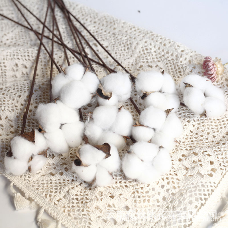 Algodón solo (10 PCs/Mango)