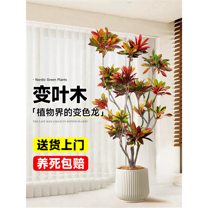 大型绿植变色木盆栽室内客厅真树旺宅好养七彩变叶木四季造景花卉