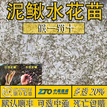 本地泥鳅水花苗 台湾泥鳅水花苗 圆头青鳅鱼苗金鳅水花苗快大品种