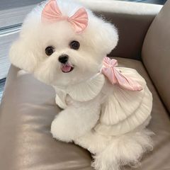 宠物衣服夏季薄款透气流光纱公主裙子泰迪比熊狗狗猫咪外出牵引