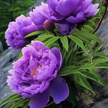 重瓣芍药庭院花卉四季芍药根块花卉大全花客厅摆放花苗种牡丹花苗