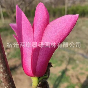 ���� ���m���� ��Ʒ�N �ɼtһ̖���m��1.5�� ���m��r�� ��ɫ�G��