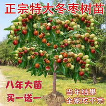 枣树苗三代冬枣树苗特大枣树当年结果南北方种植耐寒盆栽地栽包活