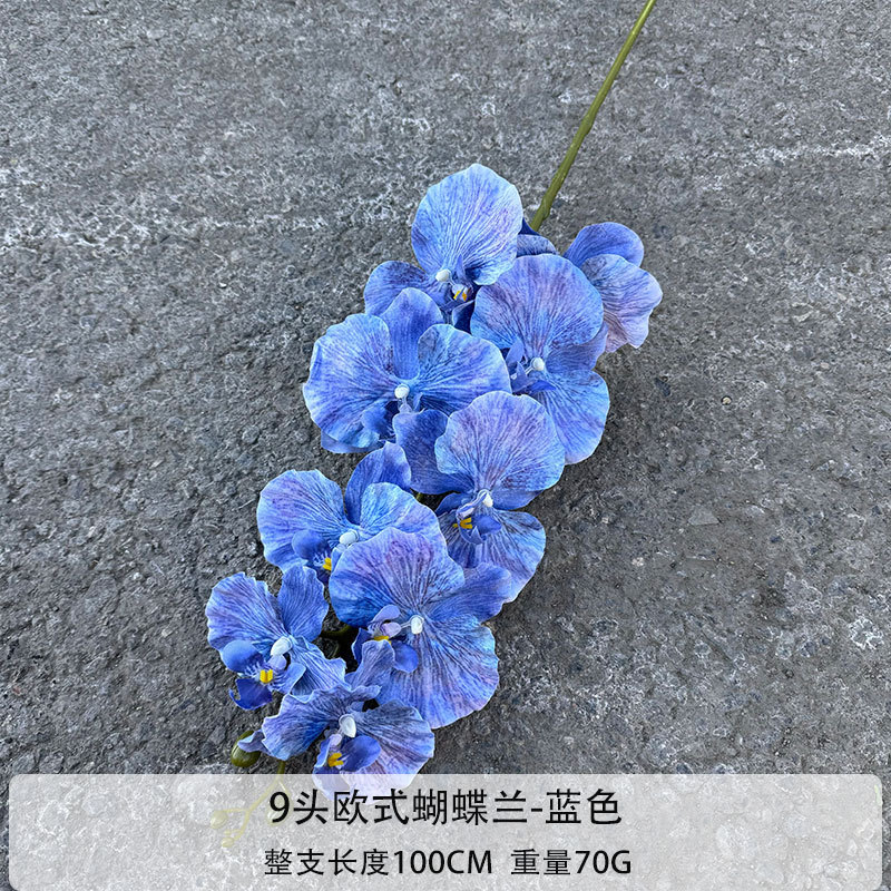 9-헤드 유럽 phalaenopsis