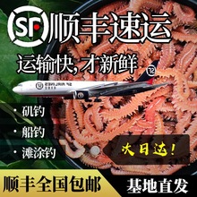 活沙蚕 红青虫鲈鱼饵 海蚂蝗海蜈蚣海钓鱼饵料海沙蚕活饵顺垒德株