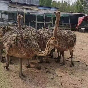 .�����r�B���wС�r�B����������һ�����޷N�r�B�����r�B����ֳ��