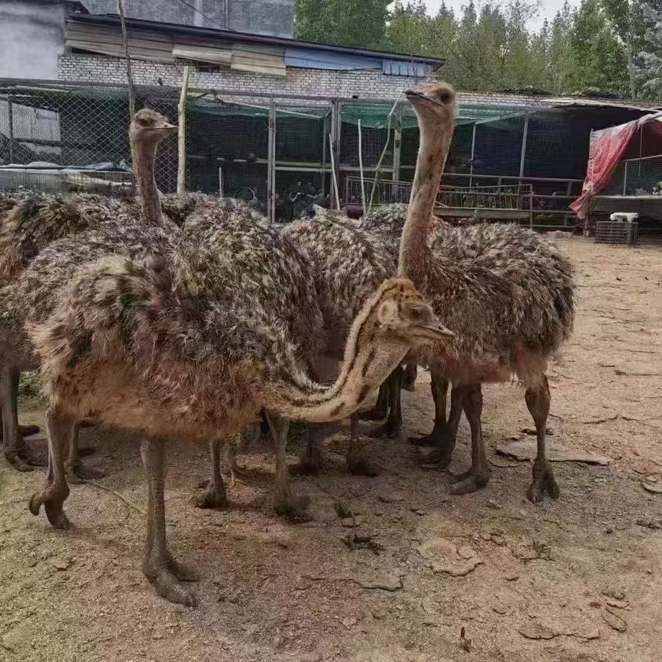 .非洲鸵鸟活体小鸵鸟苗幼苗幼崽一对澳洲种鸵鸟可下鸵鸟蛋繁殖幼