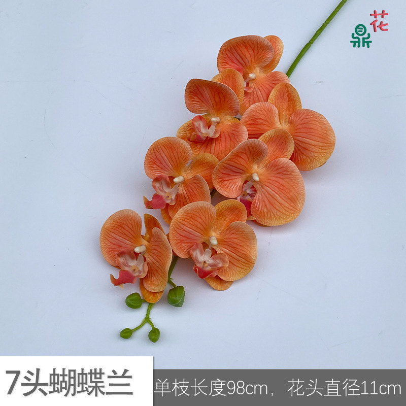 7 phalaenopsis GFG #18 밝은 오렌지