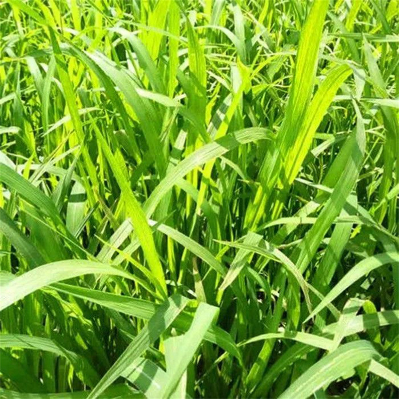 小米草稗草种子水稗子水草种子水稗草籽牛羊鱼虾蟹稻田种植种子_