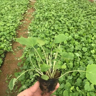 大量现货供应二月兰宿根盆栽 诸葛菜花海设计绿化 耐阴耐旱