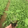 大量花海绿化盆栽二月兰
