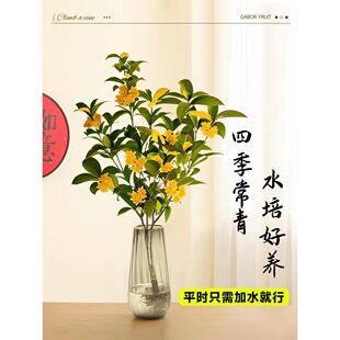 ˮ������Ԙ���ˮ�Bֲ���ļ����r�л��������҃Ⱥ��B�Gֲ����