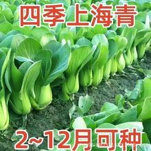 四季上海青种子28天小青菜种子蔬菜种子阳台盆栽耐热上海青菜种子