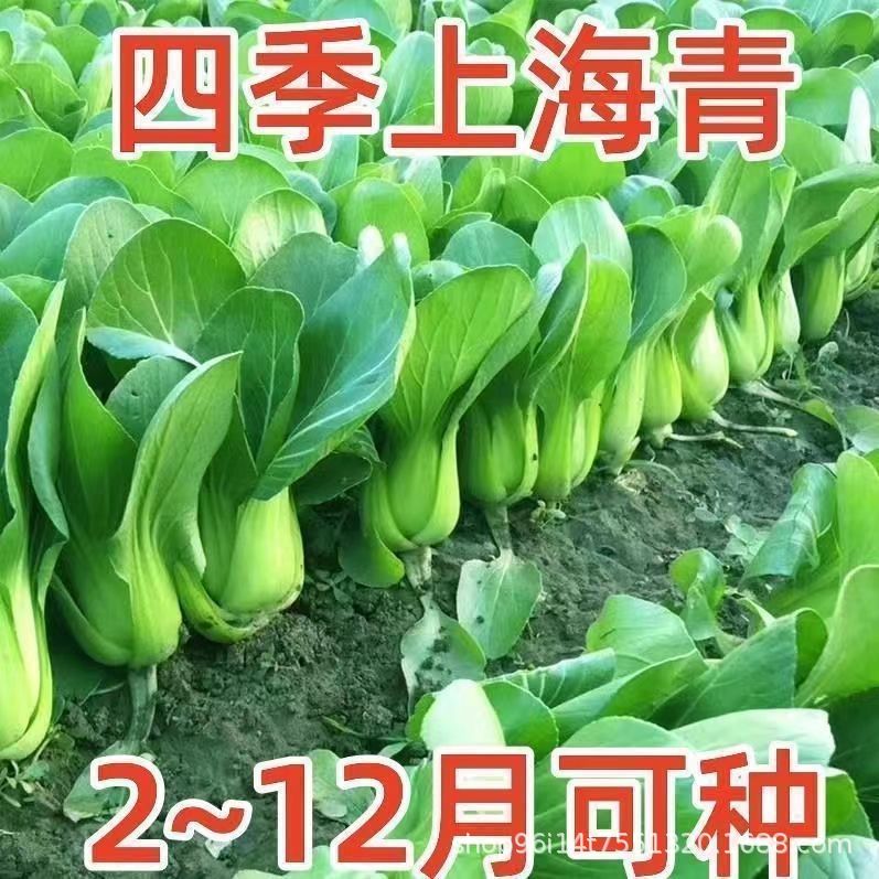 四季上海青种子28天小青菜种子蔬菜种子阳台盆栽耐热上海青菜种子