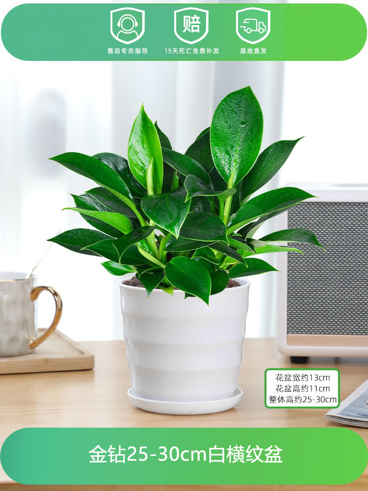 골든다이아몬드 25-30CM [흰색 가로줄무늬 세면대] + 영양액