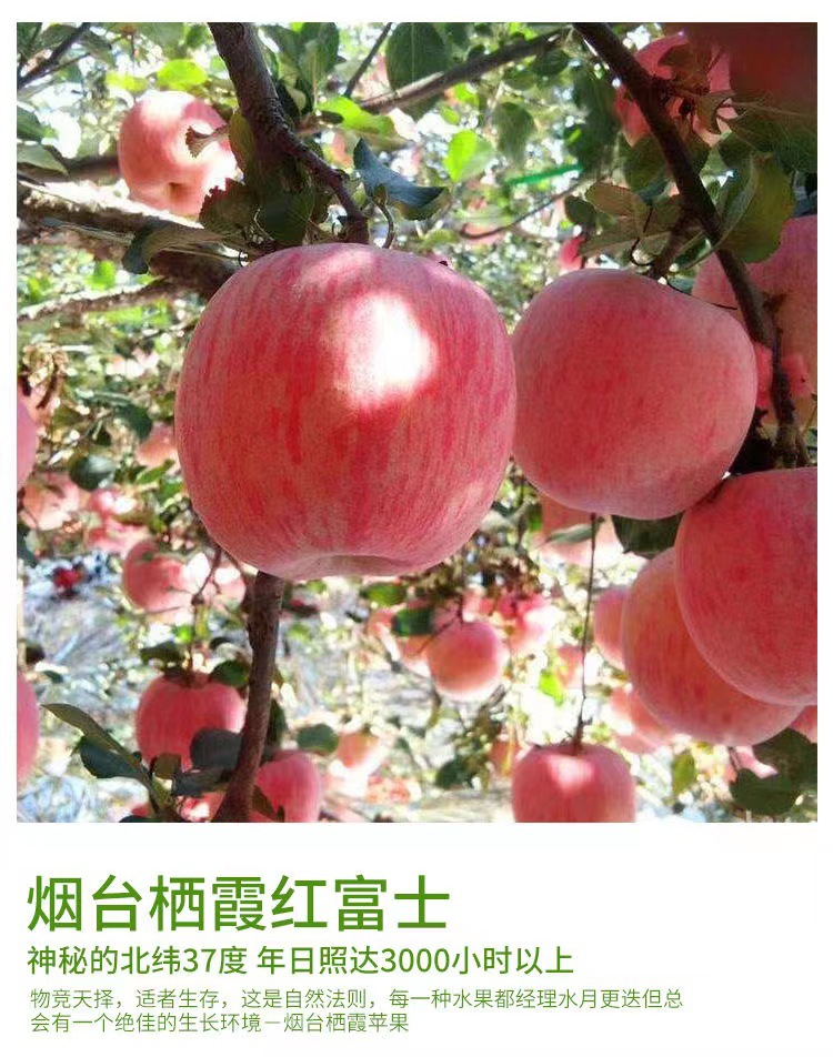 b008ba12c2061c3234c42e0546d07e