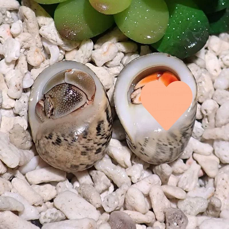 Детские ленивые питомцы Land hermit crabs — наземные ручные крабы, живые пресноводные ягоды, короткий хвост, серо-белые тёмно-фиолетовые декоративные крабы