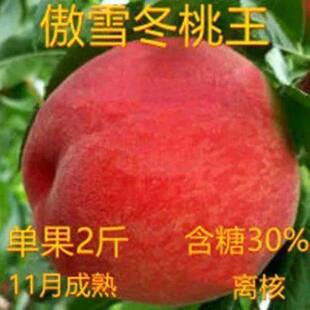 ��ѩ�������Ҙ�����Ʒ�N�Ҙ���޽Ӷ��ҵ����ϱ����Nֲ�������